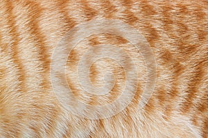 Ginger cat fur for texture or backgrounds