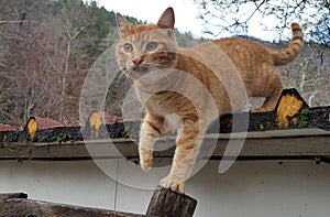 Ginger cat get down from roof