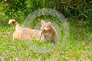 Ginger cat, in a field, looking mischievious