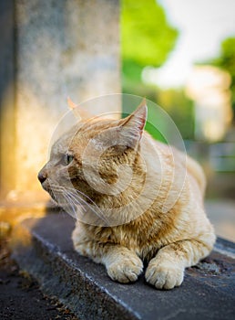 Ginger cat on grave