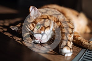 A ginger cat with green eyes