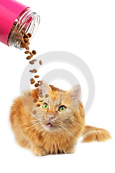 Ginger cat with green eyes looking at falling cat food