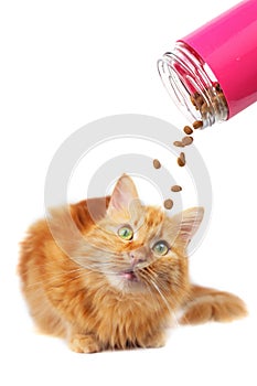 Ginger cat with green eyes looking at falling cat food