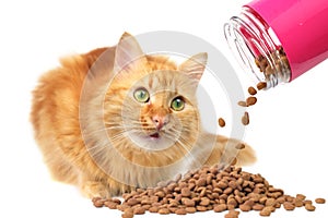 Ginger cat with green eyes looking at falling cat food