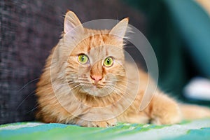 Ginger cat with green eyes is relaxing on the sofa