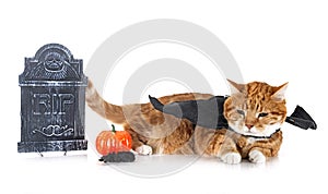 ginger cat and halloween