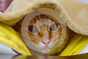 Ginger cat hidden under blanket. Green eyes ginger cat. Puss in boots.