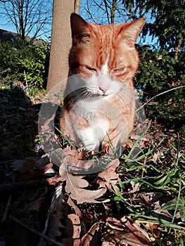 Ginger the cat and his leaves