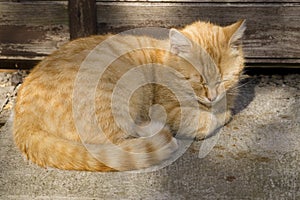 Ginger cat huddled on the ground