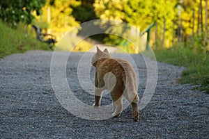 an ginger cat on the hunt on a fine warm evening in May on island Mainau in Germany