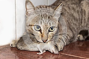 A ginger cat hunting a mouse. Domestic cat carrying small rodent rat in house. Close up ginger cat catching a mouse