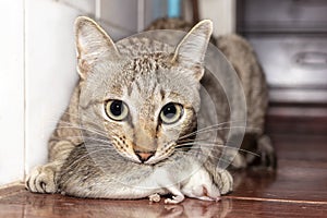 A ginger cat hunting a mouse. Domestic cat carrying small rodent rat in house. Close up ginger cat catching a mouse