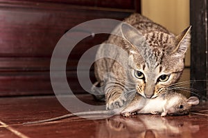 A ginger cat hunting a mouse. Domestic cat carrying small rodent rat in house. Close up ginger cat catching a mouse