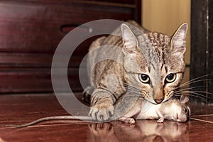 A ginger cat hunting a mouse. Domestic cat carrying small rodent rat in house. Close up ginger cat catching a mouse