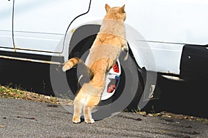 Ginger cat in jump pose with funny paws