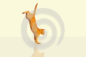 Ginger cat jumps down on a light background