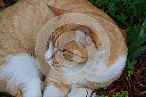 Ginger cat just woke up from nap