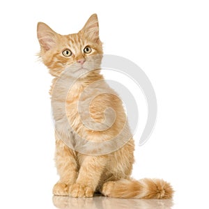 Ginger Cat kitten