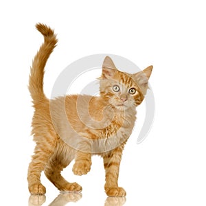 Ginger Cat kitten photo