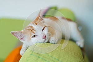 Ginger cat kitty pet at home on couch sofa lying sleeping