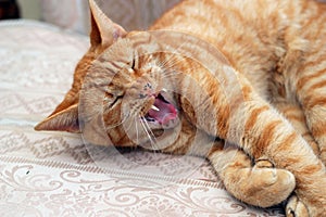 A pet Ginger cat with large fangs showing. photo