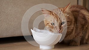 Ginger cat licking face sitting at the bowl with food. The cat is eating.Cat licks looks into the frame. Tasty food for