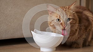 Ginger cat licking face sitting at the bowl with food. The cat is eating.Cat licks looks into the frame. Tasty food for