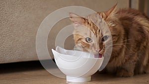 Ginger cat licking face sitting at the bowl with food. The cat is eating.Cat licks looks into the frame. Tasty food for