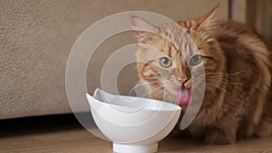 Ginger cat licking face sitting at the bowl with food. The cat is eating.Cat licks looks into the frame. Tasty food for