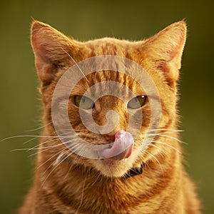 Ginger Cat Licking its nose