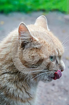 Ginger cat licks his lip