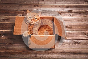 Ginger cat lies in box on wooden background in a new apartment. Fluffy pet is doing to sleep there. Keys to new home