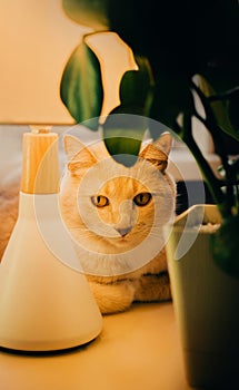 The ginger cat lies on the desk, next to a glowing lamp and a houseplant, in the late evening hours. The cozy atmosphere of a home