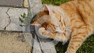 A ginger cat lies on the green grass and enjoys the spring sun. Happy cat sleeping in the grass in the garden, close-up