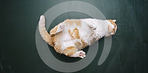 Ginger cat lies on its back on blackboard background in a new apartment. Fluffy pet is doing to sleep there or funny