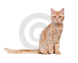 Ginger cat with a long tail on a white background