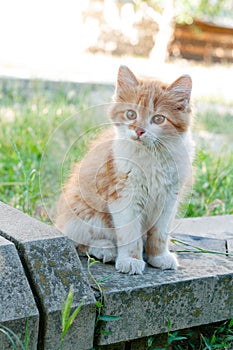 ginger cat looking away on green grass