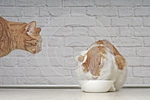 Ginger cat looking jealous to a tabby cat eating food.