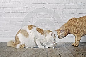 Ginger cat looking jealous to a tabby cat eating from a food bowl.