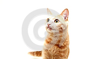 Ginger cat looking to the side. Red cat isolated on a white