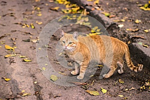 Ginger cat looks on camera at evening