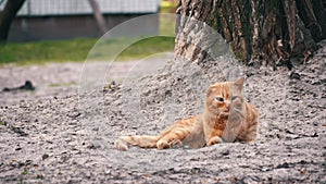 Ginger Cat Lounging Outdoors