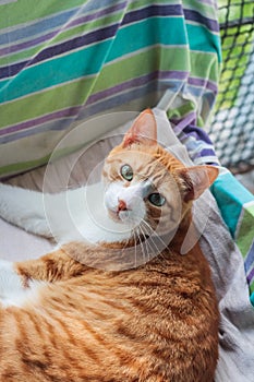 Ginger cat lying on an armchair
