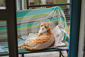 Ginger cat lying on an armchair