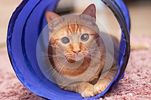Ginger cat lying in a cat tunnel
