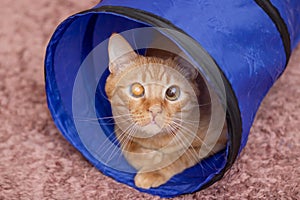 Ginger cat lying in a cat tunnel