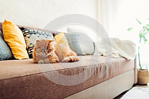 Ginger cat lying on couch in living room