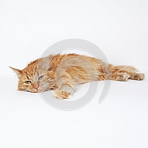 Ginger cat lying down on the white background