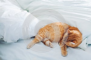 Ginger cat lying on empty bed at home in the morning. Pet cleaning itself