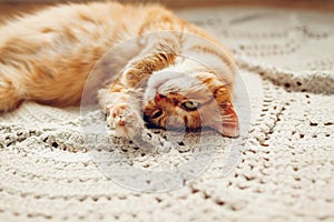 Ginger cat lying on floor rug upside down. Pet relaxing and feeling comfortable at home